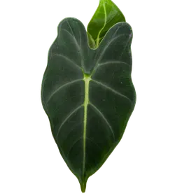 Baby Alocasia micholitziana Frydek